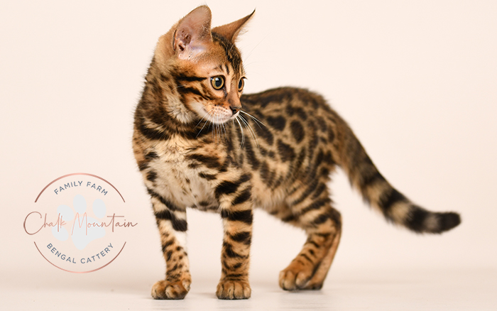 Bengal kitten for sale